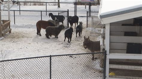 How Do The Animals Fare During The Winter Animal Farm